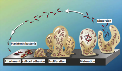 biofilm legionella